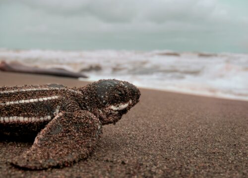 VELAS TURTLE FESTIVAL,BEACH GAMES, BANKOT FORT CAMPING, FERRY RIDE TO HARIHARESHWAR